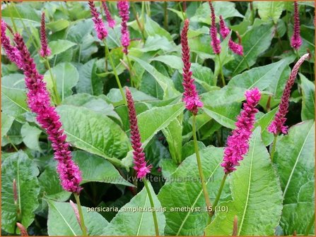 Persicaria amplexicaulis 'Amethyst' | Adderwortel, Duizendknoop