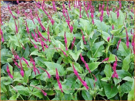 Persicaria amplexicaulis 'Amethyst' | Adderwortel, Duizendknoop