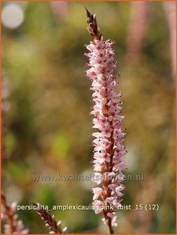 Persicaria amplexicaulis &#039;Pink Mist&#039; | Adderwortel, Duizendknoop