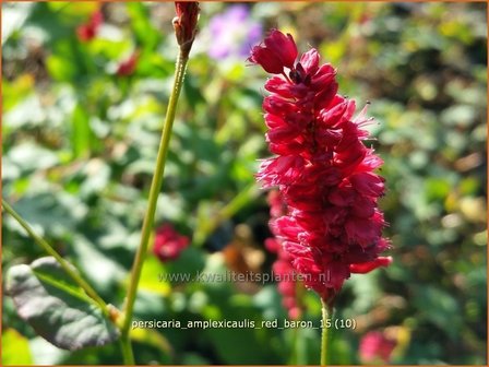 Persicaria amplexicaulis &#039;Red Baron&#039; | Adderwortel, Duizendknoop