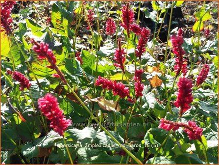 Persicaria amplexicaulis &#039;Red Baron&#039; | Adderwortel, Duizendknoop