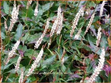 Persicaria amplexicaulis &#039;White Eastfield&#039; | Doorgroeide duizendknoop, Adderwortel, Duizendknoop | Kerzenkn&ouml;te