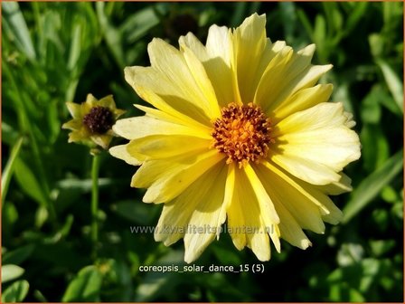 Coreopsis &#039;Solar Dance&#039; | Meisjesogen