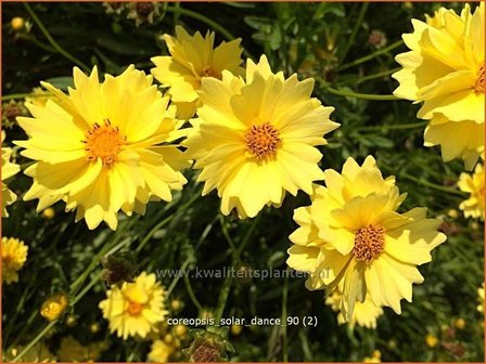 Coreopsis &#039;Solar Dance&#039; | Meisjesogen