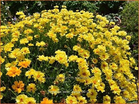 Coreopsis &#039;Solar Dance&#039; | Meisjesogen