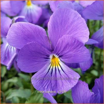 Viola corsica | Viooltje
