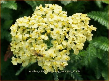 Achillea millefolium &#039;Sunny Seduction&#039; | Duizendblad