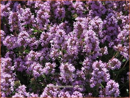 Thymus pulegioides | Grote tijm, Tijm