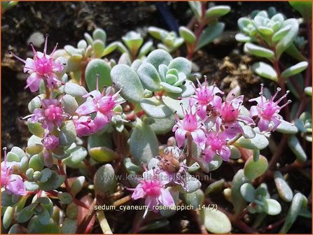 Sedum cyaneum 'Rosenteppich' | Vetkruid