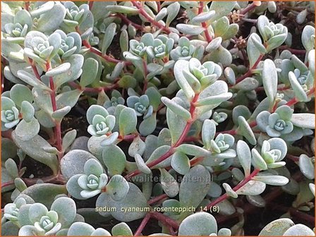 Sedum cyaneum 'Rosenteppich' | Vetkruid