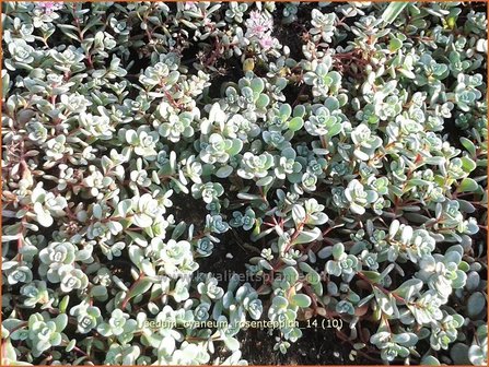 Sedum cyaneum 'Rosenteppich' | Vetkruid