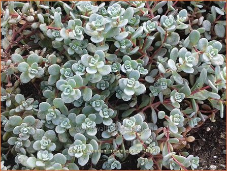 Sedum cyaneum 'Rosenteppich' | Vetkruid