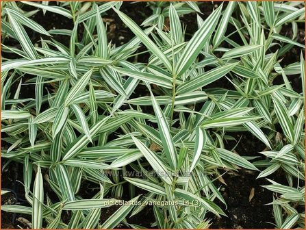 Pleioblastus variegatus | Dwergbamboe, Bamboe