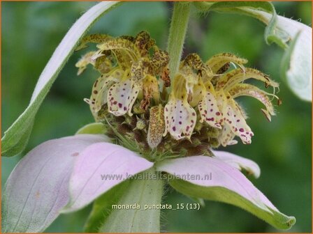 Monarda punctata | Paardenmunt, Bergamotplant, Indianennetel