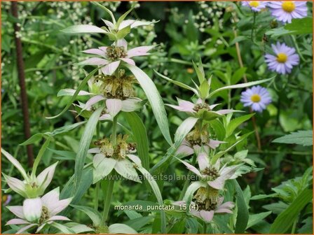 Monarda punctata | Paardenmunt, Bergamotplant, Indianennetel