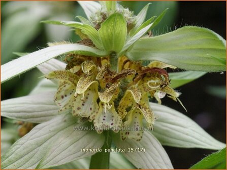 Monarda punctata | Paardenmunt, Bergamotplant, Indianennetel