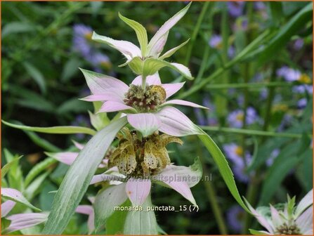 Monarda punctata | Paardenmunt, Bergamotplant, Indianennetel