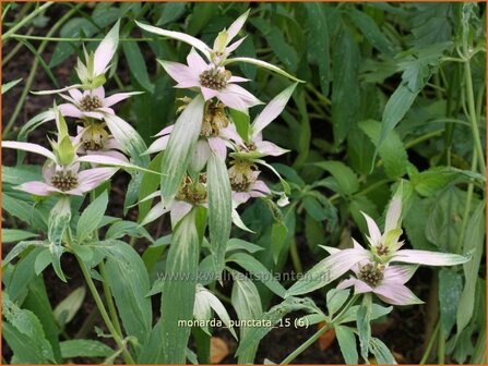 Monarda punctata | Paardenmunt, Bergamotplant, Indianennetel