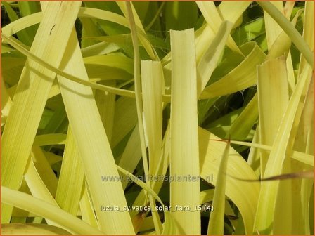 Luzula sylvatica &#039;Solar Flare&#039; | Grote veldbies, Veldbies