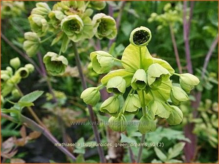 Mathiasella bupleuroides &#039;Green Dream&#039;