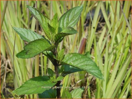 Mentha piperita &#039;After Eight&#039; | Pepermunt, Munt