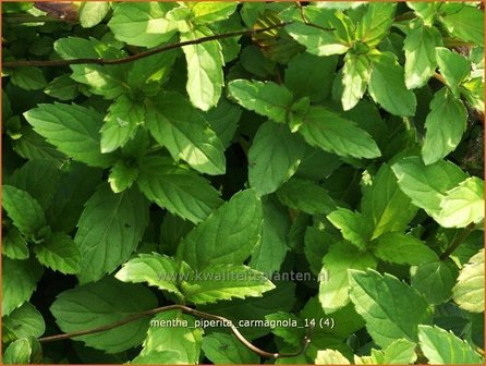 Mentha piperita &#039;Carmagnola&#039; | Bastaardmelisse, Pepermunt, Munt