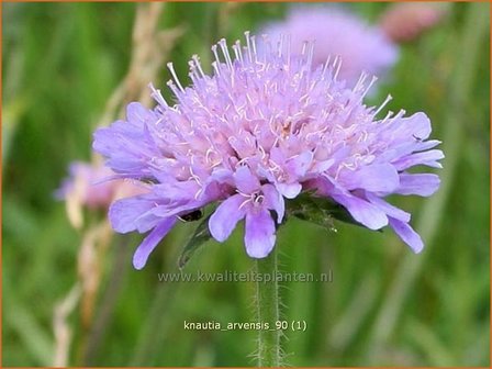 Knautia arvensis | Beemdkroon