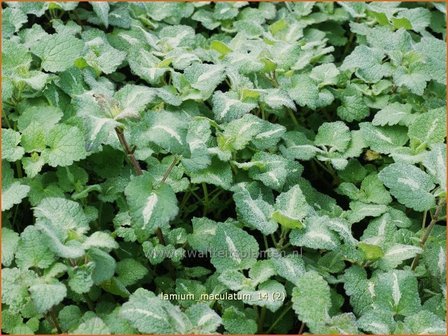 Lamium maculatum | Dovenetel