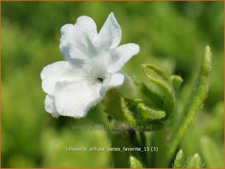 Lithodora diffusa &#039;Pete&#039;s Favorite&#039; | Parelzaad, Steenzaad