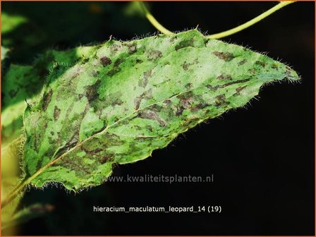 Hieracium maculatum 'Leopard' | Gevlekt havikskruid