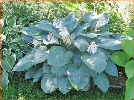 Hosta &#039;Big Mama&#039; | Hosta, Hartlelie, Funkia