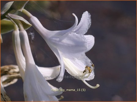 Hosta &#039;Big Mama&#039; | Hosta, Hartlelie, Funkia