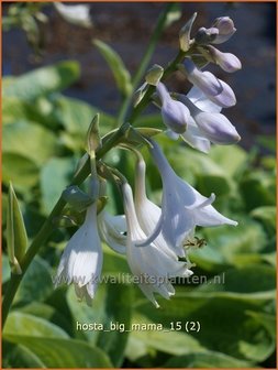 Hosta &#039;Big Mama&#039; | Hosta, Hartlelie, Funkia