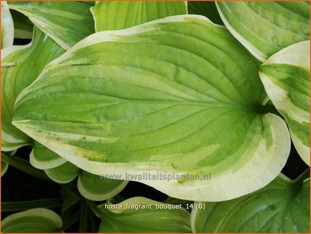 Hosta &#039;Fragrant Bouquet&#039; | Hartlelie, Funkia