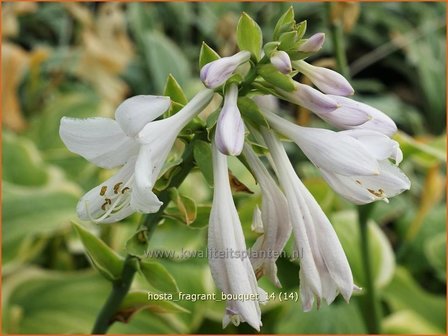 Hosta &#039;Fragrant Bouquet&#039; | Hartlelie, Funkia