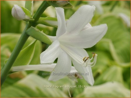 Hosta &#039;Fragrant Bouquet&#039; | Hosta, Hartlelie, Funkia