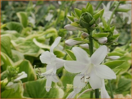 Hosta &#039;Fragrant Bouquet&#039; | Hosta, Hartlelie, Funkia