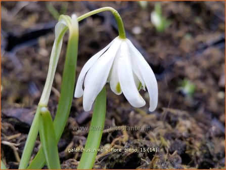 Galanthus nivalis &#039;Flore Pleno&#039; | Gevuldbloemig sneeuwklokje, Sneeuwklokje