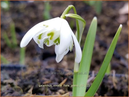 Galanthus nivalis &#039;Flore Pleno&#039; | Gevuldbloemig sneeuwklokje, Sneeuwklokje