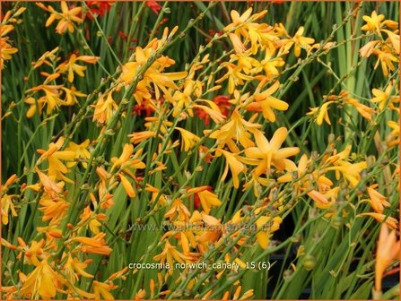 Crocosmia &#039;Norwich Canary&#039; | Montbretia