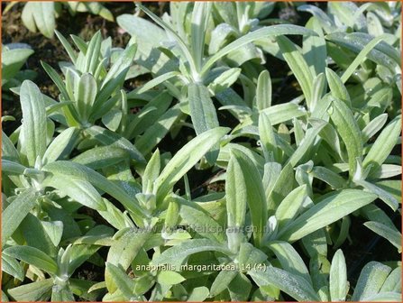 Anaphalis margaritacea | Prachtrozenkransje, Siberische edelweiss, Witte knoop