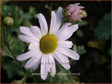 Arctanthemum arcticum &#039;Roseum&#039; | Groenlandmargriet