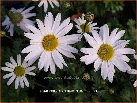 Arctanthemum arcticum &#039;Roseum&#039; | Groenlandmargriet