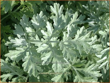Artemisia absinthium | Absintalsem, Alsem, Bijvoet, Edelruit