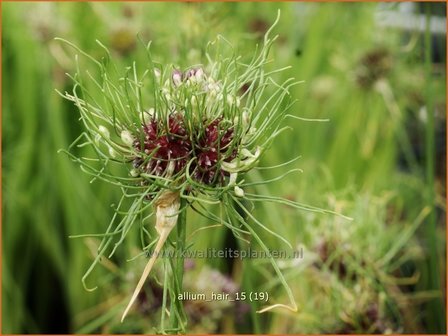 Allium &#039;Hair&#039; | Sierui, Look | Lauch