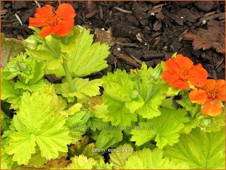 Geum &#039;Eos&#039; | Nagelkruid