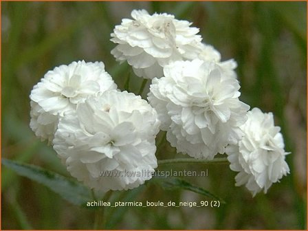 Achillea ptarmica &#039;Boule de Neige&#039; | Bertram, Duizendblad