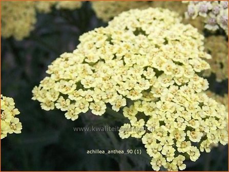 Achillea 'Anthea' | Duizendblad
