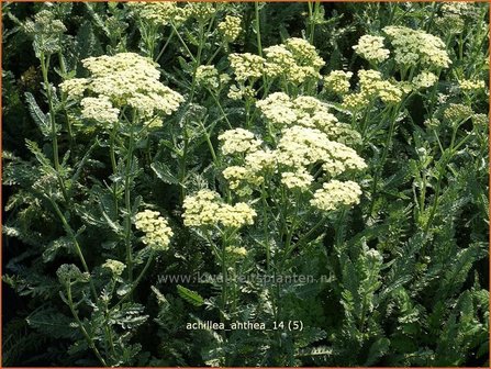 Achillea 'Anthea' | Duizendblad