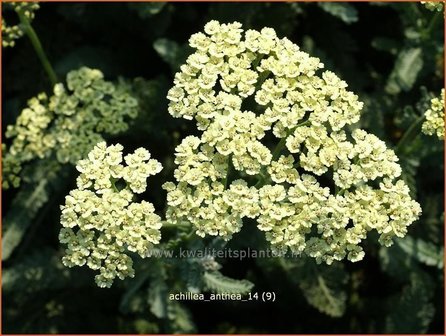 Achillea 'Anthea' | Duizendblad